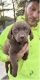 Chesapeake Bay Retriever Puppies for sale in Rising Sun, MD 21911, USA. price: $700
