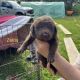 Chesapeake Bay Retriever Puppies for sale in Kingston Springs, TN 37082, USA. price: NA