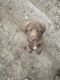 Chesapeake Bay Retriever Puppies for sale in Somerset, CA 95684, USA. price: $500