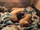 Chesapeake Bay Retriever Puppies for sale in Midvale, ID 83645, USA. price: $500