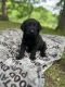 Chesapeake Bay Retriever Puppies for sale in Greenwood, WI 54437, USA. price: NA