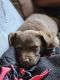 Chesapeake Bay Retriever Puppies for sale in Atalissa, IA 52720, USA. price: $900