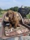 Chesapeake Bay Retriever Puppies for sale in Des Moines, IA, USA. price: $800