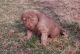 Chesapeake Bay Retriever Puppies for sale in Beaver Creek, CO 81620, USA. price: NA