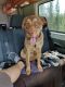 Chesapeake Bay Retriever Puppies for sale in Thornton, CO, USA. price: NA