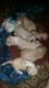 Pom-chi puppies born February 15th
