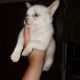 Chiapom Puppies for sale in Pickens, SC 29671, USA. price: NA