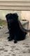 Chiapom Puppies for sale in Raynham, MA, USA. price: NA