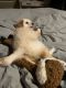 Chiapom Puppies for sale in Gilbert, AZ, USA. price: NA