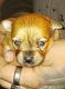 Chiapom Puppies for sale in Columbia, SC, USA. price: NA