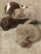 Chiapom Puppies for sale in Lincolnton, NC 28092, USA. price: NA