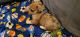 Chiapom Puppies for sale in Valdosta, GA, USA. price: NA
