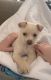 Chiapom Puppies for sale in Hansen Hills, CA 91331, USA. price: NA