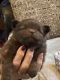 Chiapom Puppies for sale in Rensselaer County, NY, USA. price: NA