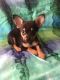 Chiapom Puppies for sale in Bakersfield, CA 93306, USA. price: NA