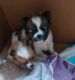 Chiapom Puppies for sale in Kings Mountain, KY 40442, USA. price: $400