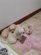 Chiapom Puppies for sale in Grand Junction, CO, USA. price: $1,000