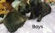 Chiapom Puppies for sale in Savanna, Illinois. price: $600