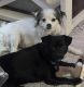 Chiapom Puppies for sale in Hanford, California. price: $650