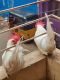 Chicken Birds for sale in Anna Salai, Triplicane, Chennai, Tamil Nadu, India. price: 1000 INR