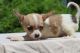 Chihuahua Puppies for sale in Albuquerque, NM 87123, USA. price: $500