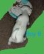 Chihuahua Puppies for sale in Sanford, FL, USA. price: NA