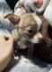 Chihuahua Puppies for sale in Albuquerque, NM, USA. price: $850