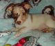 Chihuahua Puppies for sale in Winter Haven, FL, USA. price: $350