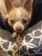 Chihuahua Puppies for sale in Ocean View, DE, USA. price: $300