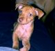 Chihuahua Puppies for sale in Fargo, ND, USA. price: NA
