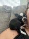 Chihuahua Puppies for sale in Aloma, FL 32792, USA. price: NA