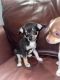 Chihuahua Puppies for sale in Albuquerque, NM 87110, USA. price: $450