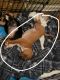 Chihuahua Puppies for sale in Bartow, FL, USA. price: $50