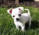 Chihuahua Puppies for sale in Hastings, MN 55033, USA. price: $1,200