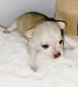 Chihuahua Puppies for sale in Chipley, FL 32428, USA. price: NA
