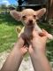 Chihuahua Puppies for sale in MAGNOLIA SQUARE, FL 34771, USA. price: $700