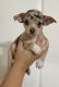 Chihuahua Puppies for sale in Punta Gorda, FL, USA. price: NA