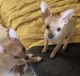 Chihuahua Puppies for sale in Los Lunas, NM 87031, USA. price: $350