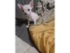Cute AKC Chihuahua puppies  text (xxx) xxx-xxx8