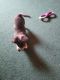 Chihuahua Puppies for sale in St Francis, MN, USA. price: $350