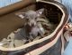 Chihuahua Puppies for sale in Punta Gorda, FL, USA. price: NA