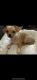 Chihuahua Puppies for sale in Pittsburgh, PA, USA. price: $350