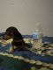 Chihuahua Puppies for sale in Tulsa, OK, USA. price: NA