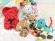 Chihuahua Puppies for sale in Webster, FL 33597, USA. price: $850