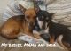Chihuahua Puppies for sale in Duncanville, TX, USA. price: NA
