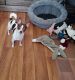 Chihuahua Puppies for sale in Newark, DE, USA. price: $1,200