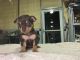 Chihuahua Puppies for sale in Webster, FL 33597, USA. price: $1,000