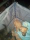 Chihuahua Puppies for sale in 2388 Oakmont St, Sacramento, CA 95815, USA. price: NA