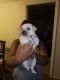 Chihuahua Puppies for sale in Minneapolis, MN, USA. price: $275