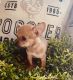 Chihuahua Puppies for sale in Webster, FL 33597, USA. price: $1,200